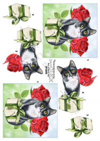 Billede: lille kat ved gave foran roser, dan-quick