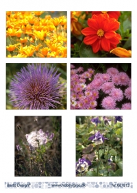 Billede: 6 billeder med blomster, barto design