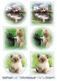 Billede: 6 billeder med katte, barto design