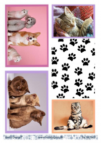 Billede: 4 billeder af katte og hunde, barto design