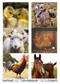 Billede: 6 billeder af gårdens dyr, barto design