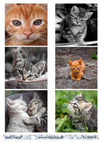 Billede: 6 billeder med katte, barto design