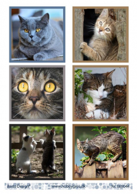 Billede: 6 billeder af katte, barto design