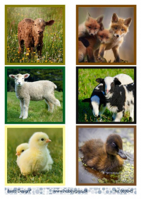 Billede: 6 stk. billeder med forskellige dyr, barto design
