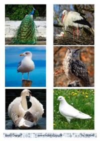 Billede: 6 fuglebilleder, barto design