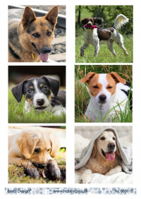 Billede: 6 billeder af forskellige hunde, barto design