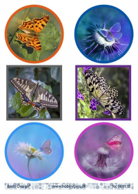 Billede: 6 billeder af sommerfugle, barto design