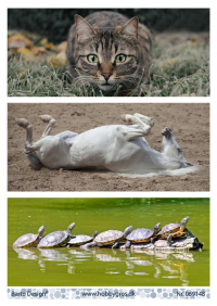 Billede: 3 billeder med kat, hest og skildpadder til slimcard, barto design